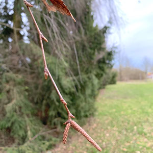 Vorschaubild / Materialvorschau